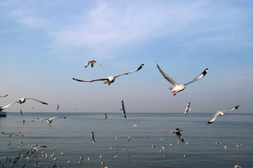 Uncountable Wild Seagulls Flying over the Sea of Bang Pu Beach, Samutprakarn Province, Thailand