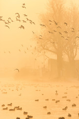 Flock of gulls in a misty morning.