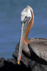 Brown pelican (Pelecanus occidentalis), Puerto Egas, Santiago, Galapagos islands, Ecuador 