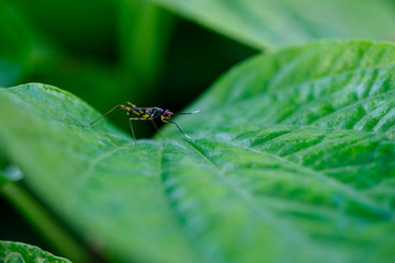 Small insect is caught on a green leaf.