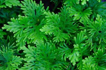 tropical leaf texture nature green background.
