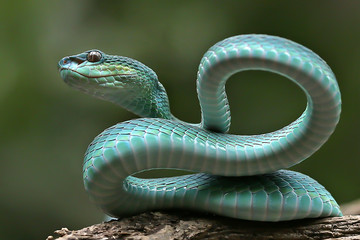 Trimeresurus insularis   This snake inhabits the forest at an altitude of up to 880m above sea level. Active at night, especially found in trees up to 15m above the ground. Prey on frogs, mice, lizard - Powered by Adobe