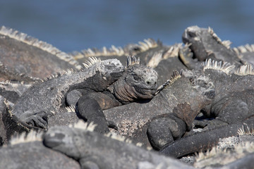 Galapagos Marine iguana (Amblyrhynchus cristatus), Punta Espinosa, Fernandina, Galapagos Islands, Ecuador