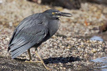 Lava Heron (Butorides sundevalli), Fernandina island, Galapagos islands, Ecuador