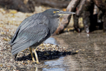 Lava Heron (Butorides sundevalli), Fernandina island, Galapagos islands, Ecuador
