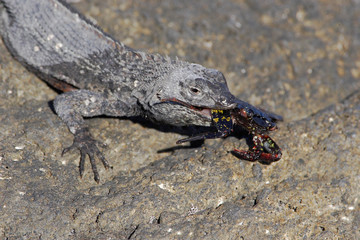 Lava lizard (Microlophus albemarlensis) with prey, Fernandina island, Galapagos islands, Ecuador