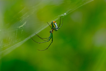 Orb Weaver Spider on Web
