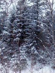 nature, winters forest in the show