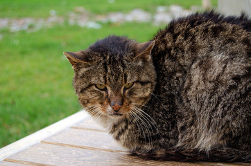 A stray cat peering straight into the camera