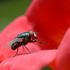 Big very beautiful blowfly on flower