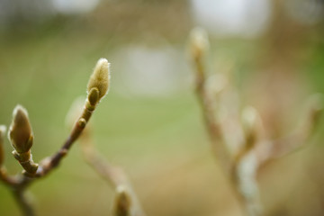 branch of willow background
