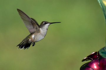 hummingbird in flight