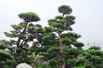 A view from below to the tops of park trees of unique shape on the background of a cloudy spring sky.