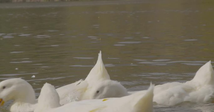 Wild beautiful Ducks are swimming in lake nature slow motion filmistic, cinematic footage. Shot in Red Epic Dragon camera 