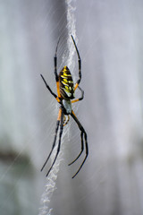 Garden spider on web