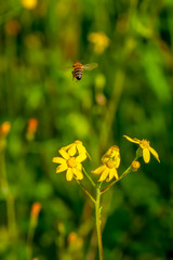 Beautiful  Bee macro in green nature - Stock Image
