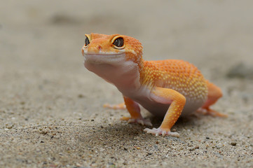 Gecko leopard