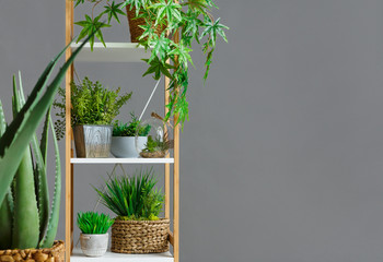 Wooden bookshelf with various plants over wall