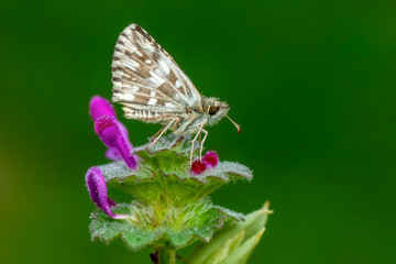 Macro Photography of Yellow Moth on Twig of Plant