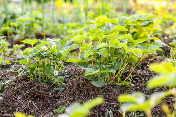Industrial cultivation of strawberries. Bush of strawberry with flower in spring or summer garden bed. Natural growing of berries on farm. Eco healthy organic food horticulture concept background