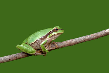 Beautiful Europaean Tree frog Hyla arborea - Stock Image