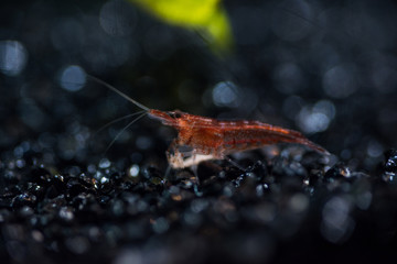 Obraz na płótnie Canvas Macro photo of red shrimp close-up with a cool bokeh in the aquarium
