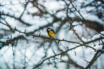 Naklejka premium Sikora żółta / Sikora żółta na gałęzi drzewa zimą w śnieżną pogodę