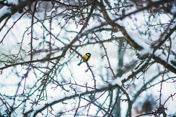 Yellow bird tit/ Yellow bird tit on a tree branch in winter in snowy weather