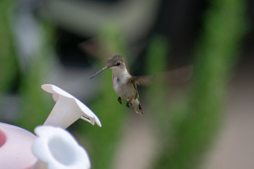 hummingbird in flight