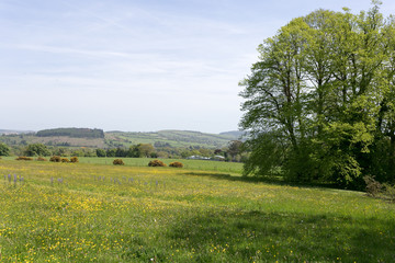 Fototapeta premium Sunny meadow in Wicklow