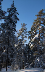 view of pine forest in the winter.