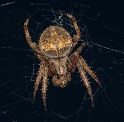 spider on a web