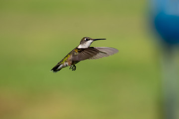 hummingbird in flight