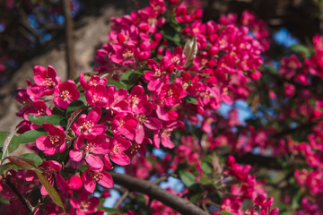 Obraz na płótnie Canvas Spring flowers. Beautiful pink plants grow in the park,in the garden.Warm sunny day.Natural beauty in the city center.A gift for women.Love for spring flowers.Bright tree blooming with pink flowers
