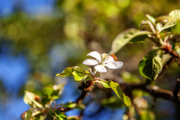 Beautiful white apple blossom flowers in spring time. Background with flowering apple tree. Inspirational natural floral spring blooming garden or park. Colorful ecology nature landscape