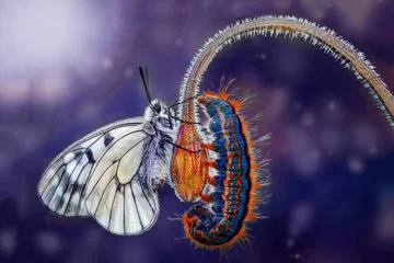 Erstaunlicher Moment, Monarchfalter und Raupe © blackdiamond67