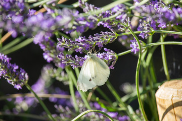 Pieris brassicae on Thymus flower