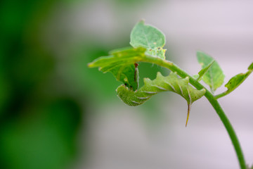 Horn worm on plant