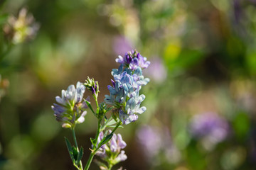 Medicago sativa flowers