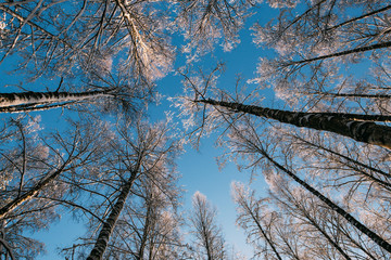 beautiful winter landscape