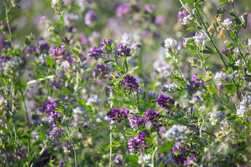 Medicago sativa flowers