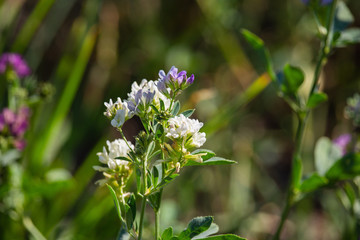 Medicago sativa flowers