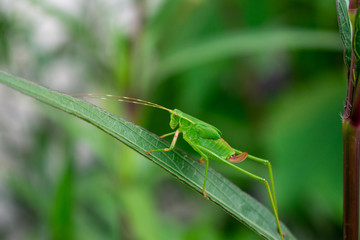 grasshopper on leaf