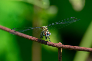 dragonfly on leaf