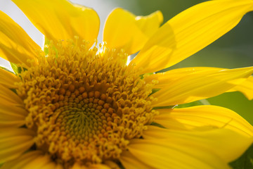 Helianthus annuus Sunflower