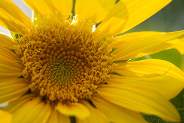 Helianthus annuus Sunflower