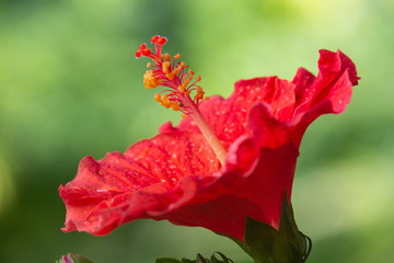 Red Hibiscus Flower