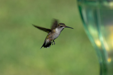 hummingbird in flight