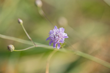 purple field flowers