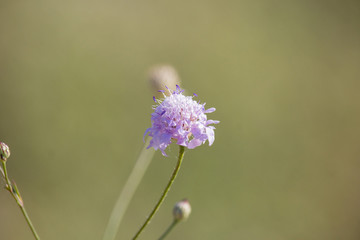 purple field flowers